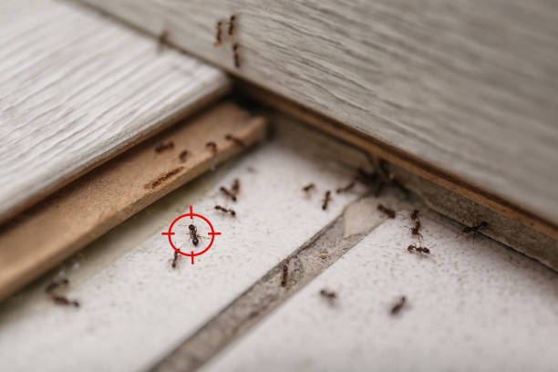 Best Pest Inspection Near Me  in West Jefferson, NC
