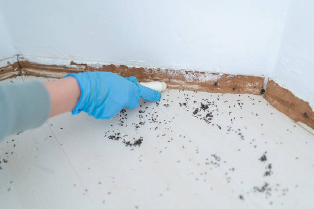 Best Termite Control Services  in West Jefferson, NC